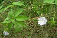 Ipomoea pes-tigridis